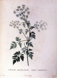 Den almindelige hemlock. 1700-tals stik.