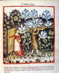 Høst af kålblomster i en køkkenhave. Illustration fra det medicinske og diætetiske værk «Tacuinum sanitatis»