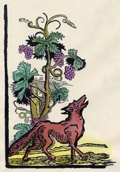 Ræven og druerne. Fabel om Asope (gravering fra 1700-tallet)