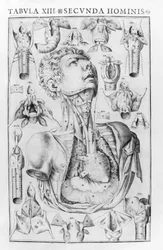 Menneskets stemmeorgan efter Giovanni Casseri ""Stemmens og høreorganets anatomiske historie""" Ferrara 1601.