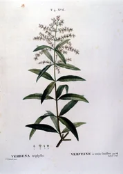 Verbenaen. 1800-tals gravering.