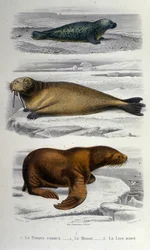 Zoologikort, der viser en sæl, en hvalros og en søløve. 19. århundrede