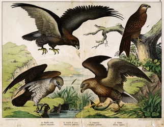 a: Kongeørn (Aquila chrysaëtos), b: Havørn (Haliaëtus albicilla), c: Slangeørn (Circaëtus gallicus), d: Rød glente (Milvus regalis) - i »Fuglenes naturhistorie«, udg. Hoepli, Milano.