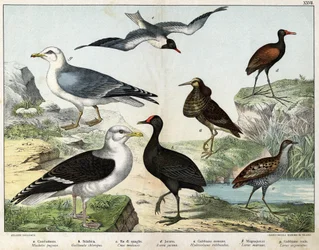 a: Brushane (Machetes pugnax), b: Grønbenet rørhøne (Gallinula chloropus), c: Engsnarre (Crex pratensis), d: Jacana (Parra Jacana), e: Hættemåge (Hydrocolaeus ridibundus), f: Svartbag (Larus marinus), g: Sølvmåge (Larus argentus) - I “Natural Hist”