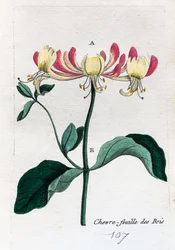 Vild kaprifolie
