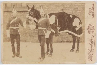 A horse of the 3rddani