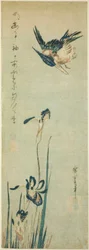 Isfugl og iris