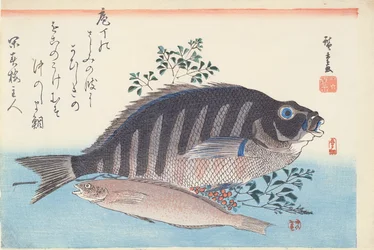 Shimadai og Ainame, fra serien »De store fisk«, Utagawa-skolen, ca. 1840-42