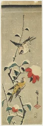 Spurve og snekamelia, 1837-1848