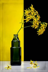 Gule blomster – moderne kontrast