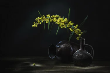 Stilleben med gul mimosa