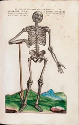 Humani Corporis Ossium, illustration from "De Humani Corporis Fabrica Libri Septem" by Andreas Vesaliusdani