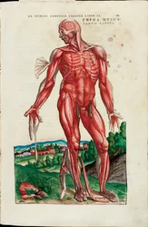 Det første kort over musklerne, illustration fra "The Fabric of the Human Body" af Andreas Starr