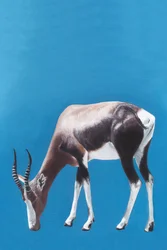 Blesbok på græs i det blå