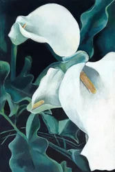 Elegante hvide calla-liljer