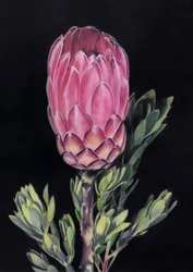 Exotisk lyserød protea