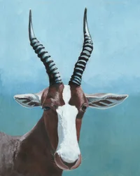 Den malede blesboks blik