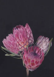 Protea-blanding af Viccy Wanliss