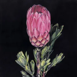 Iøjnefaldende lyserød protea
