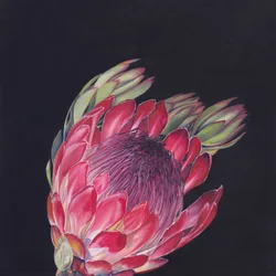 Lysende lyserød protea