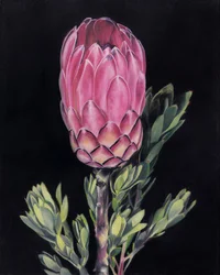 Lysende lyserød protea