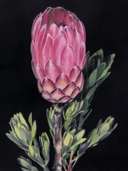 Lysende lyserød protea