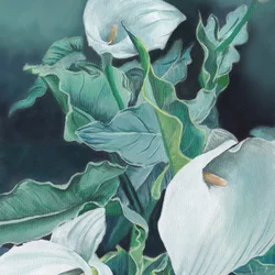 Hvide calla-liljer