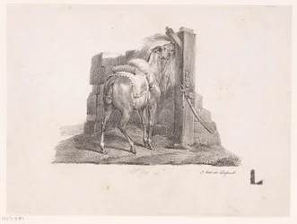 Undersøgelse af en hest i en stald