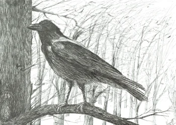 Fugl, 2011