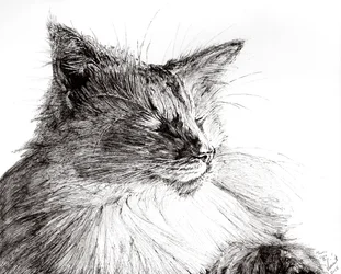 Monty cozy boy, 2015, (blæk på papir)