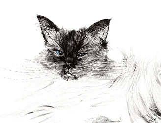 Sleepy eye, 2015, (blæk på papir)