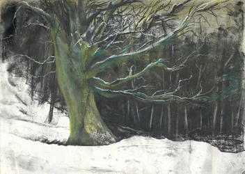 Træ i vintersne ved Osmotherley woods