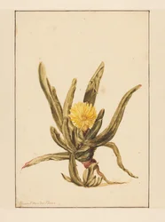 Isurt med gule blomster (titel på objekt)