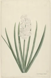 hvid hyacint