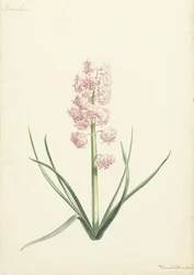 Hyacint Coralien