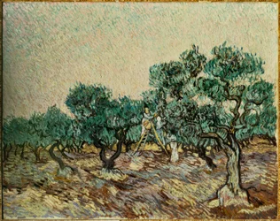 Olivenplukkere