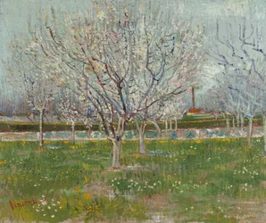 Blomstrende frugthave (blommetræer)