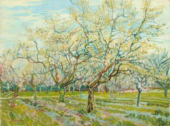 V. van Gogh, Den hvide frugthave