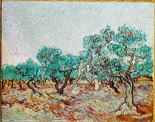 Kvinder plukker oliven