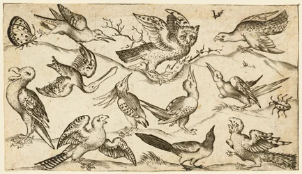 Elleve fugle og to insekter på minimal jord med ugle med udstrakte vinger..., 1572.