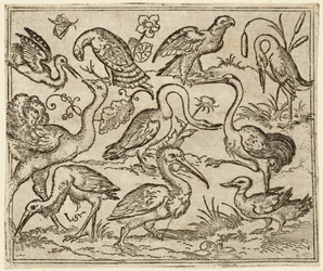 Struds på venstre side med ni andre fugle, inklusive en hejre og en pelikan..., 1557.