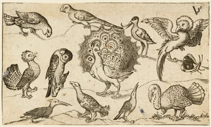 Påfugl i midten omgivet af ni andre fugle, herunder en kalkun, og en sommerfugl..., 1572.