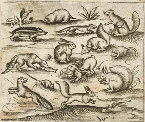 Gruppe af små skovdyr, der spiser og løber rundt i en dam, inklusive en mus, kanin, egern, vaskebjørn, skovmeldyr, ilder, mår og grævling, fra Douce Ornament Prints Album I