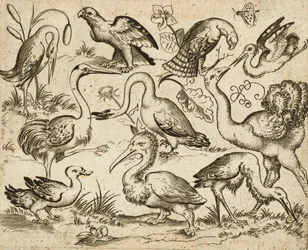 Struds på venstre side med ni andre fugle, inklusive en hejre og en pelikan, afbildet på en minimal grund med pletter af løv omkring nogle af fuglene, fra Douce Ornament Prints Album I, efter 1557 (gravering og ætsning på lagt papir)