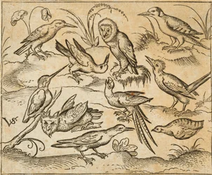 Ti fugle siddende på grene og græstuer, heriblandt to ugler og i midten en fugl med lange halefjer, der kvidrer med hovedet bøjet tilbage, fra Douce Ornament Prints Album I