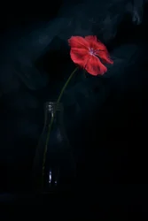 Dramatisk rød blomstring