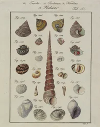 Havskaller: Trochi, Turbiner, Neritae Helices, fra Neues Systematisches Conchylien-Cabinet, 1784 (håndfarvet ætsning og gravering)