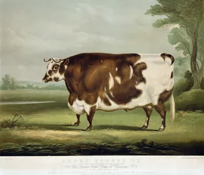 A Short Horned Ox, graveret af John Day, 1856 (farvegravering)