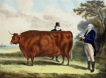 Portræt af hr. T.W. Cola Esq. og Clerk Hilliard Esq. med en North Devon Ox (farvegravering)