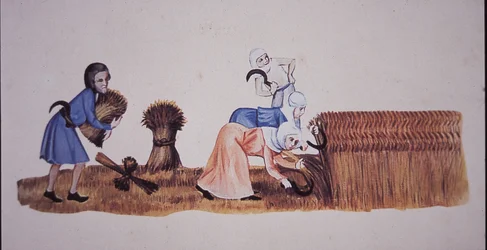 Middelalderkvinder høster majs efter en scene fra Luttrell Psalter (farve litho)